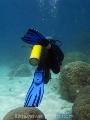 Agincourt-Reef;Agincourt-Reefs;air-tank;Australasian;Australia;Australian;Barrier-Reef;coral-reef;coral-reefs;Coral-Sea;dive-site;dive-sites;diver;divers;diving;ecosystem;environment;flippers;Great-Barrier-Reef;Great-Barrier-Reef-Marine-Park;marine;marine-environment;marine-life;marinelife;North-Queensland;Ocean;oceanlife;Oceans;people;person;persons;Qld;Queensland;reef;reefs;ribbon-reef;ribbon-reefs;ribbonreef;ribbonreefs;scuba-diver;scuba-divers;scuba-diving;Sea;sealife;Seas;South-Pacific;Tasman-Sea;Tropcial-North-Queensland;tropical-reef;tropical-reefs;under-water;under_water;undersea;underwater;underwater-photo;underwater-photography;underwater-photos;UNESCO-World-Heritage-Site;watersport;watersports;Wiorld-Heritage-Site;World-Heritage-Area;World-Heritage-Park