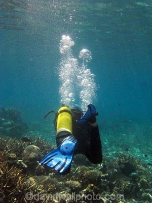 Agincourt-Reef;Agincourt-Reefs;air-tank;Australasian;Australia;Australian;Barrier-Reef;bubbles;coral-reef;coral-reefs;Coral-Sea;dive-site;dive-sites;diver;divers;diving;ecosystem;environment;flippers;Great-Barrier-Reef;Great-Barrier-Reef-Marine-Park;marine;marine-environment;marine-life;marinelife;North-Queensland;Ocean;oceanlife;Oceans;people;person;persons;Qld;Queensland;reef;reefs;ribbon-reef;ribbon-reefs;ribbonreef;ribbonreefs;scuba-diver;scuba-divers;scuba-diving;Sea;sealife;Seas;South-Pacific;Tasman-Sea;Tropcial-North-Queensland;tropical-reef;tropical-reefs;under-water;under_water;undersea;underwater;underwater-photo;underwater-photography;underwater-photos;UNESCO-World-Heritage-Site;watersport;watersports;Wiorld-Heritage-Site;World-Heritage-Area;World-Heritage-Park