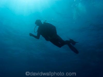 Agincourt-Reef;Agincourt-Reefs;Australasian;Australia;Australian;Barrier-Reef;coral-reef;coral-reefs;Coral-Sea;dive-site;dive-sites;diver;divers;diving;ecosystem;environment;Great-Barrier-Reef;Great-Barrier-Reef-Marine-Park;marine;marine-environment;marine-life;marinelife;North-Queensland;Ocean;oceanlife;Oceans;people;person;persons;Qld;Queensland;reef;reefs;ribbon-reef;ribbon-reefs;ribbonreef;ribbonreefs;scuba-diver;scuba-divers;scuba-diving;Sea;sealife;Seas;South-Pacific;Tasman-Sea;Tropcial-North-Queensland;tropical-reef;tropical-reefs;under-water;under_water;undersea;underwater;underwater-photo;underwater-photography;underwater-photos;UNESCO-World-Heritage-Site;watersport;watersports;Wiorld-Heritage-Site;World-Heritage-Area;World-Heritage-Park