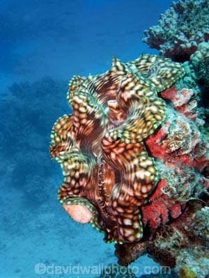 Agincourt-Reef;Agincourt-Reefs;Australasian;Australia;Australian;Barrier-Reef;bivalve-mollusc;clam;clams;coral-reef;coral-reefs;Coral-Sea;dive-site;dive-sites;diving;ecosystem;environment;Giant-Clam;Giant-Clams;Great-Barrier-Reef;Great-Barrier-Reef-Marine-Park;iridophores;mantle;marine;marine-environment;marine-life;marinelife;mollusc;molluscs;mollusk;mollusks;North-Queensland;Ocean;oceanlife;Oceans;Qld;Queensland;reef;reefs;ribbon-reef;ribbon-reefs;ribbonreef;ribbonreefs;scuba-diving;Sea;sealife;Seas;shell-fish;shellfish;South-Pacific;Tasman-Sea;Tropcial-North-Queensland;tropical-reef;tropical-reefs;under-water;under_water;undersea;underwater;underwater-photo;underwater-photography;underwater-photos;UNESCO-World-Heritage-Site;Wiorld-Heritage-Site;World-Heritage-Area;World-Heritage-Park