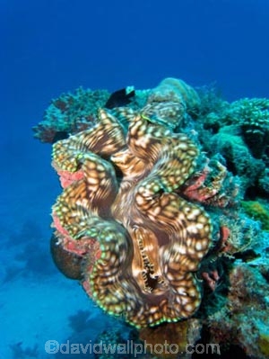 Agincourt-Reef;Agincourt-Reefs;Australasian;Australia;Australian;Barrier-Reef;bivalve-mollusc;clam;clams;coral-reef;coral-reefs;Coral-Sea;dive-site;dive-sites;diving;ecosystem;environment;Giant-Clam;Giant-Clams;Great-Barrier-Reef;Great-Barrier-Reef-Marine-Park;iridophores;mantle;marine;marine-environment;marine-life;marinelife;mollusc;molluscs;mollusk;mollusks;North-Queensland;Ocean;oceanlife;Oceans;Qld;Queensland;reef;reefs;ribbon-reef;ribbon-reefs;ribbonreef;ribbonreefs;scuba-diving;Sea;sealife;Seas;shell-fish;shellfish;South-Pacific;Tasman-Sea;Tropcial-North-Queensland;tropical-reef;tropical-reefs;under-water;under_water;undersea;underwater;underwater-photo;underwater-photography;underwater-photos;UNESCO-World-Heritage-Site;Wiorld-Heritage-Site;World-Heritage-Area;World-Heritage-Park