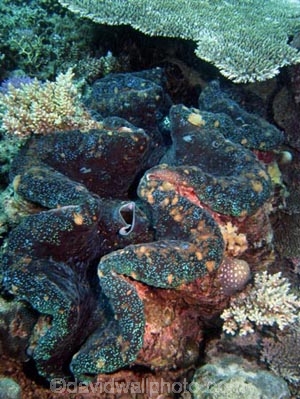 Agincourt-Reef;Agincourt-Reefs;Australasian;Australia;Australian;Barrier-Reef;bivalve-mollusc;clam;clams;coral-reef;coral-reefs;Coral-Sea;dive-site;dive-sites;diving;ecosystem;environment;Giant-Clam;Giant-Clams;Great-Barrier-Reef;Great-Barrier-Reef-Marine-Park;iridophores;mantle;marine;marine-environment;marine-life;marinelife;mollusc;molluscs;mollusk;mollusks;North-Queensland;Ocean;oceanlife;Oceans;Outlet-Siphon;Qld;Queensland;reef;reefs;ribbon-reef;ribbon-reefs;ribbonreef;ribbonreefs;scuba-diving;Sea;sealife;Seas;shell-fish;shellfish;South-Pacific;Tasman-Sea;Tropcial-North-Queensland;tropical-reef;tropical-reefs;under-water;under_water;undersea;underwater;underwater-photo;underwater-photography;underwater-photos;UNESCO-World-Heritage-Site;Wiorld-Heritage-Site;World-Heritage-Area;World-Heritage-Park