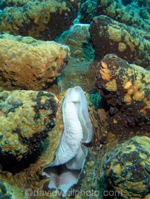 Agincourt-Reef;Agincourt-Reefs;Australasian;Australia;Australian;Barrier-Reef;bivalve-mollusc;clam;clams;coral-reef;coral-reefs;Coral-Sea;dive-site;dive-sites;diving;ecosystem;environment;Giant-Clam;Giant-Clams;Great-Barrier-Reef;Great-Barrier-Reef-Marine-Park;Inlet-Siphon;iridophores;mantle;marine;marine-environment;marine-life;marinelife;mollusc;molluscs;mollusk;mollusks;North-Queensland;Ocean;oceanlife;Oceans;Qld;Queensland;reef;reefs;ribbon-reef;ribbon-reefs;ribbonreef;ribbonreefs;scuba-diving;Sea;sealife;Seas;shell-fish;shellfish;South-Pacific;Tasman-Sea;Tropcial-North-Queensland;tropical-reef;tropical-reefs;under-water;under_water;undersea;underwater;underwater-photo;underwater-photography;underwater-photos;UNESCO-World-Heritage-Site;Wiorld-Heritage-Site;World-Heritage-Area;World-Heritage-Park