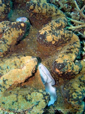 Agincourt-Reef;Agincourt-Reefs;Australasian;Australia;Australian;Barrier-Reef;bivalve-mollusc;clam;clams;coral-reef;coral-reefs;Coral-Sea;dive-site;dive-sites;diving;ecosystem;environment;Giant-Clam;Giant-Clams;Great-Barrier-Reef;Great-Barrier-Reef-Marine-Park;Inlet-Siphon;iridophores;mantle;marine;marine-environment;marine-life;marinelife;mollusc;molluscs;mollusk;mollusks;North-Queensland;Ocean;oceanlife;Oceans;Qld;Queensland;reef;reefs;ribbon-reef;ribbon-reefs;ribbonreef;ribbonreefs;scuba-diving;Sea;sealife;Seas;shell-fish;shellfish;South-Pacific;Tasman-Sea;Tropcial-North-Queensland;tropical-reef;tropical-reefs;under-water;under_water;undersea;underwater;underwater-photo;underwater-photography;underwater-photos;UNESCO-World-Heritage-Site;Wiorld-Heritage-Site;World-Heritage-Area;World-Heritage-Park