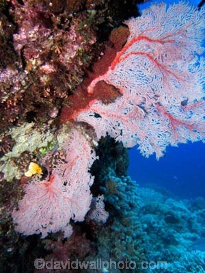 Agincourt-Reef;Agincourt-Reefs;Australasian;Australia;Australian;Barrier-Reef;coral-reef;coral-reefs;Coral-Sea;corals;dive-site;dive-sites;diving;ecosystem;environment;fan-coral;fan-corals;gorgonian-fan-coral;Great-Barrier-Reef;Great-Barrier-Reef-Marine-Park;marine;marine-environment;marine-life;marinelife;North-Queensland;Ocean;oceanlife;Oceans;Qld;Queensland;reef;reefs;ribbon-reef;ribbon-reefs;ribbonreef;ribbonreefs;scuba-diving;Sea;sea-fan;sea-fans;seafan;seafans;sealife;Seas;South-Pacific;Tasman-Sea;Tropcial-North-Queensland;tropical-reef;tropical-reefs;under-water;under_water;undersea;underwater;underwater-photo;underwater-photography;underwater-photos;UNESCO-World-Heritage-Site;Wiorld-Heritage-Site;World-Heritage-Area;World-Heritage-Park