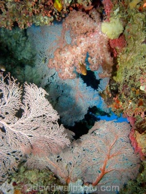 Agincourt-Reef;Agincourt-Reefs;Australasian;Australia;Australian;Barrier-Reef;coral-reef;coral-reefs;Coral-Sea;corals;dive-site;dive-sites;diving;ecosystem;environment;fan-coral;fan-corals;gorgonian-fan-coral;Great-Barrier-Reef;Great-Barrier-Reef-Marine-Park;marine;marine-environment;marine-life;marinelife;North-Queensland;Ocean;oceanlife;Oceans;Qld;Queensland;reef;reefs;ribbon-reef;ribbon-reefs;ribbonreef;ribbonreefs;scuba-diving;Sea;sea-fan;sea-fans;seafan;seafans;sealife;Seas;South-Pacific;Tasman-Sea;Tropcial-North-Queensland;tropical-reef;tropical-reefs;under-water;under_water;undersea;underwater;underwater-photo;underwater-photography;underwater-photos;UNESCO-World-Heritage-Site;Wiorld-Heritage-Site;World-Heritage-Area;World-Heritage-Park