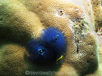 Agincourt-Reef;Agincourt-Reefs;Australasian;Australia;Australian;Barrier-Reef;coral-reef;coral-reefs;Coral-Sea;dive-site;dive-sites;diving;ecosystem;environment;Great-Barrier-Reef;Great-Barrier-Reef-Marine-Park;marine;marine-environment;marine-life;marinelife;North-Queensland;Ocean;oceanlife;Oceans;Qld;Queensland;reef;reefs;ribbon-reef;ribbon-reefs;ribbonreef;ribbonreefs;scuba-diving;Sea;sealife;Seas;South-Pacific;Tasman-Sea;Tropcial-North-Queensland;tropical-reef;tropical-reefs;under-water;under_water;undersea;underwater;underwater-photo;underwater-photography;underwater-photos;UNESCO-World-Heritage-Site;Wiorld-Heritage-Site;World-Heritage-Area;World-Heritage-Park