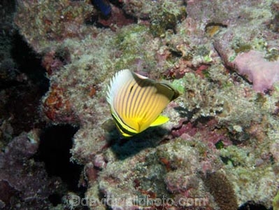 Agincourt-Reef;Agincourt-Reefs;Australasian;Australia;Australian;Barrier-Reef;Chaetodon-trifasciatus;Chaetodontidae;coral-reef;coral-reefs;Coral-Sea;dive-site;dive-sites;diving;ecosystem;environment;fish;fishes;Great-Barrier-Reef;Great-Barrier-Reef-Marine-Park;Lineated-butterflyfish;marine;marine-environment;marine-life;marinelife;Melon-Butterflyfish;North-Queensland;Ocean;oceanlife;Oceans;Qld;Queensland;Rainbow-butterflyfish;Redfin-Butterflyfish;Redfin-Butterflyfishes;reef;reefs;ribbon-reef;ribbon-reefs;ribbonreef;ribbonreefs;scuba-diving;Sea;sealife;Seas;South-Pacific;Tasman-Sea;Tropcial-North-Queensland;tropical-reef;tropical-reefs;under-water;under_water;undersea;underwater;underwater-photo;underwater-photography;underwater-photos;UNESCO-World-Heritage-Site;Wiorld-Heritage-Site;World-Heritage-Area;World-Heritage-Park