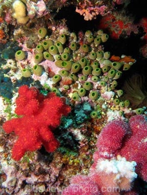 Agincourt-Reef;Agincourt-Reefs;Australasian;Australia;Australian;Barrier-Reef;coral-reef;coral-reefs;Coral-Sea;dive-site;dive-sites;diving;ecosystem;environment;Great-Barrier-Reef;Great-Barrier-Reef-Marine-Park;marine;marine-environment;marine-life;marinelife;North-Queensland;Ocean;oceanlife;Oceans;Qld;Queensland;reef;reefs;ribbon-reef;ribbon-reefs;ribbonreef;ribbonreefs;scuba-diving;Sea;sealife;Seas;South-Pacific;Tasman-Sea;Tropcial-North-Queensland;tropical-reef;tropical-reefs;under-water;under_water;undersea;underwater;underwater-photo;underwater-photography;underwater-photos;UNESCO-World-Heritage-Site;Wiorld-Heritage-Site;World-Heritage-Area;World-Heritage-Park