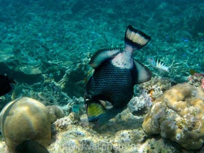 Agincourt-Reef;Agincourt-Reefs;Australasian;Australia;Australian;Balistoides-viridescens;Barrier-Reef;Blue-finned-Trigger-fish;Blue-finned-Trigger-fishes;Blue-finned-Triggerfish;Blue-finned-Triggerfishes;Blue_finned-Trigger-fish;Blue_finned-Trigger-fishes;Blue_finned-Triggerfish;Blue_finned-Triggerfishes;coral-reef;coral-reefs;Coral-Sea;dive-site;dive-sites;diving;ecosystem;environment;fish;fishes;Great-Barrier-Reef;Great-Barrier-Reef-Marine-Park;marine;marine-environment;marine-life;marinelife;Moustache-trigger-fish;Moustache-trigger-fishes;Moustache-triggerfish;Moustache-triggerfishes;North-Queensland;Ocean;oceanlife;Oceans;Qld;Queensland;reef;reefs;ribbon-reef;ribbon-reefs;ribbonreef;ribbonreefs;scuba-diving;Sea;sealife;Seas;South-Pacific;Tasman-Sea;Titan-trigger-fish;Titan-trigger-fishes;Titan-triggerfish;Titan-triggerfishes;Tropcial-North-Queensland;tropical-reef;tropical-reefs;under-water;under_water;undersea;underwater;underwater-photo;underwater-photography;underwater-photos;UNESCO-World-Heritage-Site;Wiorld-Heritage-Site;World-Heritage-Area;World-Heritage-Park