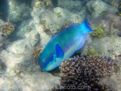 Australasian;Australia;australian;Barrier-Reef;cay;cays;Chlorurus-microrhinos;coasts;coral-cay;coral-cays;coral-reef;coral-reefs;Coral-Sea;dive-site;dive-sites;diving;Ecosystem;Environment;fish;fishes;Gibbus-parrotfish;Great-Barrier-Reef;Great-Barrier-Reef-Marine-Park;Low-Is;Low-Is.;Low-Island;Low-Islands;Low-Isles;marine;marine-environment;marine-life;marinelife;North-Queensland;ocean;oceanlife;Oceans;Qld;queensland;reef;reefs;sand-cay;sand-cays;Scaridae;scuba-diving;sea;sealife;Seas;snorkeling;South-Pacific;Steephead-Parrotfish;Steephead-Parrotfishes;tasman-sea;Tropcial-North-Queensland;tropical;tropical-reef;tropical-reefs;under-water;under_water;undersea;underwater;underwater-photo;underwater-photography;underwater-photos;UNESCO-World-Heritage-Site;water;Wiorld-Heritage-Site;world-heritage-area;World-Heritage-Park;world-heritage-site