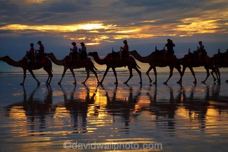 Australasian;Australia;Australian;beach;beaches;Broome;Cable-Beach;calm;camel;camel-train;camel-trains;camels;cloud;clouds;coast;coastal;coastline;dusk;evening;icon;iconic;icons;Kimberley;Kimberley-Region;last-light;late-light;nightfall;orange;placid;quiet;reflection;reflections;sand;sandy;serene;shore;shoreline;silhouette;silhouettes;sky;smooth;still;sunset;sunsets;The-Kimberley;tourism;tourist;tourist-attraction;tourist-attractions;tourists;tranquil;twilight;W.A.;WA;water;West-Australia;Western-Australia