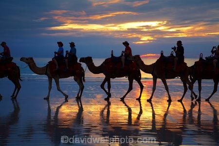 Australasian;Australia;Australian;Broome;Cable-Beach;camel;camel-train;camel-trains;camels;cloud;clouds;dusk;evening;icon;iconic;icons;Kimberley;Kimberley-Region;last-light;late-light;nightfall;orange;silhouette;silhouettes;sky;sunset;sunsets;The-Kimberley;tourism;tourist;tourist-attraction;tourist-attractions;tourists;twilight;W.A.;WA;West-Australia;Western-Australia