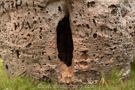 Adansonia-gregorii;Australasian;Australia;Australian;Australian-baobab;baobab-tree;baobab-trees;Boab-Prison-Tree;boab-tree;boab-trees;bottle-tree;bottle-trees;cream-of-tartar-tree;Derby;gadawon;gaol;gaols;gourd_gourd-tree;heritage;historic;historic-place;historic-places;historic-site;historic-sites;historical;historical-place;historical-places;historical-site;historical-sites;history;jail;jails;Kimberley;Kimberley-Region;old;Prison-Boab-Tree;The-Kimberley;tree;trees;W.A.;WA;West-Australia;Western-Australia