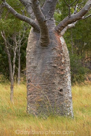 Adansonia-gregorii;Australasian;Australia;Australian;Australian-baobab;baobab-tree;baobab-trees;boab-tree;boab-trees;bottle-tree;bottle-trees;cream-of-tartar-tree;Derby;gadawon;gourd_gourd-tree;Kimberley;Kimberley-Region;The-Kimberley;tree;trees;W.A.;WA;West-Australia;Western-Australia