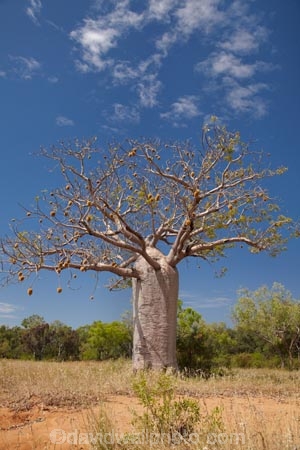 Adansonia-gregorii;Australasia;Australasian;Australia;Australian;Australian-baobab;Australian-Desert;Australian-Outback;back-country;backcountry;backwoods;baobab-tree;baobab-trees;boab-tree;boab-trees;bottle-tree;bottle-trees;country;countryside;cream-of-tartar-tree;d;Derby;gadawon;geographic;geography;gourd_gourd-tree;Great-Northern-Highway;Kimberley;Kimberley-Region;Outback;remote;remoteness;rural;The-Kimberley;tree;tree-trunk;tree-trunks;trees;trunk;trunks;Turkey-Creek;W.A.;WA;Warmun;West-Australia;Western-Australia;wilderness