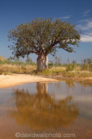 Adansonia-gregorii;Australasia;Australasian;Australia;Australian;Australian-baobab;Australian-Desert;Australian-Outback;back-country;backcountry;backwoods;baobab-tree;baobab-trees;billabong;billabongs;boab-tree;boab-trees;bottle-tree;bottle-trees;country;countryside;cream-of-tartar-tree;d;Derby;gadawon;geographic;geography;gourd_gourd-tree;Great-Northern-Highway;Kimberley;Kimberley-Region;Outback;pond;ponds;puddle;rainy-season;remote;remoteness;rural;seasonal-waterhole;The-Kimberley;tree;tree-trunk;tree-trunks;trees;trunk;trunks;Turkey-Creek;W.A.;WA;Warmun;waterhole;waterholes;West-Australia;Western-Australia;wet-season;wilderness