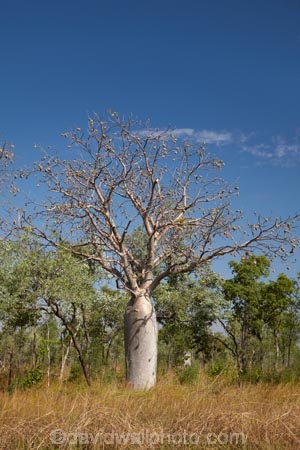 Adansonia-gregorii;Australasia;Australasian;Australia;Australian;Australian-baobab;Australian-Desert;Australian-Outback;back-country;backcountry;backwoods;baobab-tree;baobab-trees;boab-tree;boab-trees;bottle-tree;bottle-trees;country;countryside;cream-of-tartar-tree;d;Derby;gadawon;geographic;geography;gourd_gourd-tree;Great-Northern-Highway;Kimberley;Kimberley-Region;Kununurra;Outback;remote;remoteness;rural;The-Kimberley;tree;tree-trunk;tree-trunks;trees;trunk;trunks;W.A.;WA;West-Australia;Western-Australia;wilderness