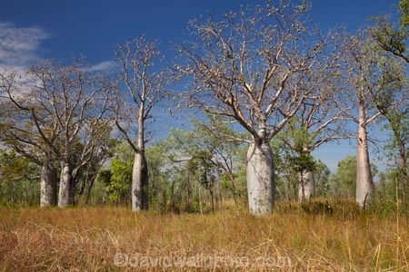 Adansonia-gregorii;Australasia;Australasian;Australia;Australian;Australian-baobab;Australian-Desert;Australian-Outback;back-country;backcountry;backwoods;baobab-tree;baobab-trees;boab-tree;boab-trees;bottle-tree;bottle-trees;country;countryside;cream-of-tartar-tree;d;Derby;gadawon;geographic;geography;gourd_gourd-tree;Great-Northern-Highway;Kimberley;Kimberley-Region;Kununurra;Outback;remote;remoteness;rural;The-Kimberley;tree;tree-trunk;tree-trunks;trees;trunk;trunks;W.A.;WA;West-Australia;Western-Australia;wilderness