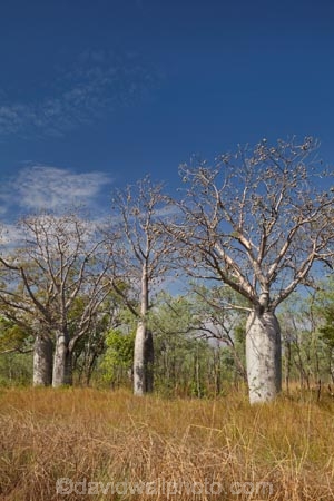 Adansonia-gregorii;Australasia;Australasian;Australia;Australian;Australian-baobab;Australian-Desert;Australian-Outback;back-country;backcountry;backwoods;baobab-tree;baobab-trees;boab-tree;boab-trees;bottle-tree;bottle-trees;country;countryside;cream-of-tartar-tree;d;Derby;gadawon;geographic;geography;gourd_gourd-tree;Great-Northern-Highway;Kimberley;Kimberley-Region;Kununurra;Outback;remote;remoteness;rural;The-Kimberley;tree;tree-trunk;tree-trunks;trees;trunk;trunks;W.A.;WA;West-Australia;Western-Australia;wilderness