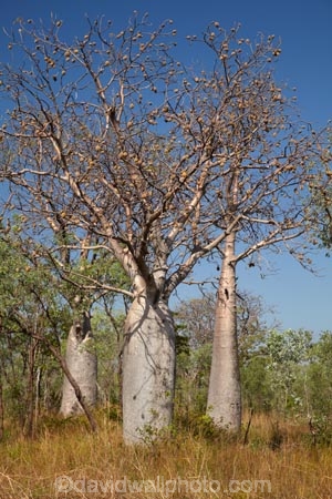 Adansonia-gregorii;Australasia;Australasian;Australia;Australian;Australian-baobab;Australian-Desert;Australian-Outback;back-country;backcountry;backwoods;baobab-tree;baobab-trees;boab-tree;boab-trees;bottle-tree;bottle-trees;country;countryside;cream-of-tartar-tree;d;Derby;gadawon;geographic;geography;gourd_gourd-tree;Great-Northern-Highway;Kimberley;Kimberley-Region;Kununurra;Outback;remote;remoteness;rural;The-Kimberley;tree;tree-trunk;tree-trunks;trees;trunk;trunks;W.A.;WA;West-Australia;Western-Australia;wilderness