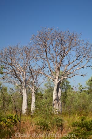 Adansonia-gregorii;Australasia;Australasian;Australia;Australian;Australian-baobab;Australian-Desert;Australian-Outback;back-country;backcountry;backwoods;baobab-tree;baobab-trees;boab-tree;boab-trees;bottle-tree;bottle-trees;country;countryside;cream-of-tartar-tree;d;Derby;gadawon;geographic;geography;gourd_gourd-tree;Great-Northern-Highway;Kimberley;Kimberley-Region;Kununurra;Outback;remote;remoteness;rural;The-Kimberley;tree;tree-trunk;tree-trunks;trees;trunk;trunks;W.A.;WA;West-Australia;Western-Australia;wilderness