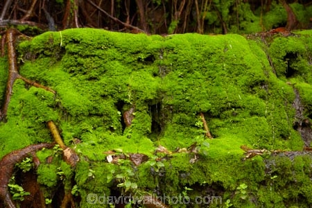Australasian;Australia;Australian;green;Kimberley;Kimberley-Region;moss;mossy;The-Grotto;The-Kimberley;tree-roots;W.A.;WA;West-Australia;Western-Australia;Wyndham
