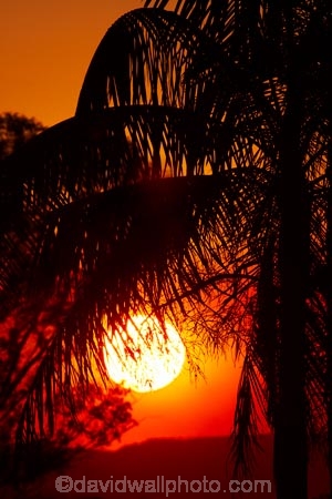 Australasian;Australia;Australian;dusk;evening;Kimberley;Kimberley-Region;Kununurra;nightfall;orange;palm;palm-tree;palm-trees;palms;sky;sunset;sunsets;The-Kimberley;twilight;W.A.;WA;West-Australia;Western-Australia