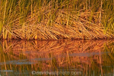 Australasian;Australia;Australian;calm;early-light;Kimberley;Kimberley-Region;Kununurra;lagoon;lagoons;lake;Lake-Kununurra;lakes;Lily-Creek-Lagoon;Lily-Lagoon;placid;quiet;reed;reeds;reflection;reflections;serene;smooth;still;The-Kimberley;tranquil;W.A.;WA;water;West-Australia;Western-Australia