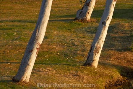 Australasian;Australia;Australian;Celebrity-Tree-Park;eucalypt;eucalypts;eucalyptus;eucalytis;gum;gum-tree;gum-trees;gums;Kimberley;Kimberley-Region;Kununurra;The-Kimberley;tree;trees;W.A.;WA;West-Australia;Western-Australia