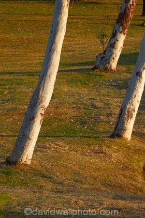 Australasian;Australia;Australian;Celebrity-Tree-Park;eucalypt;eucalypts;eucalyptus;eucalytis;gum;gum-tree;gum-trees;gums;Kimberley;Kimberley-Region;Kununurra;The-Kimberley;tree;trees;W.A.;WA;West-Australia;Western-Australia