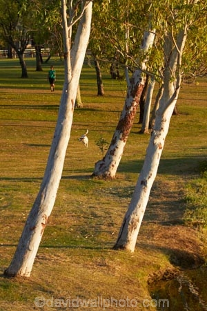 Australasian;Australia;Australian;Celebrity-Tree-Park;eucalypt;eucalypts;eucalyptus;eucalytis;gum;gum-tree;gum-trees;gums;Kimberley;Kimberley-Region;Kununurra;The-Kimberley;tree;trees;W.A.;WA;West-Australia;Western-Australia