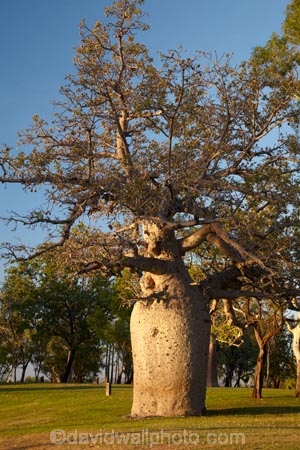 Adansonia-gregorii;Australasian;Australia;Australian;Australian-baobab;baobab-tree;baobab-trees;boab-tree;boab-trees;bottle-tree;bottle-trees;Celebrity-Tree-Park;cream-of-tartar-tree;gadawon;gourd_gourd-tree;Kimberley;Kimberley-Region;Kununurra;The-Kimberley;tree;trees;W.A.;WA;West-Australia;Western-Australia
