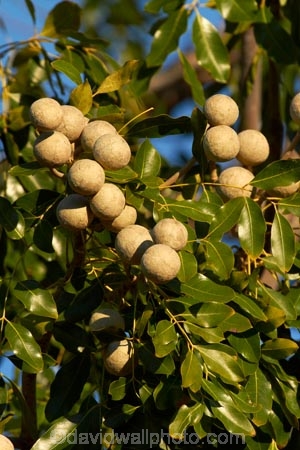 Australasian;Australia;Australian;Kimberley;Kimberley-Region;Kununurra;nut;nuts;The-Kimberley;W.A.;WA;West-Australia;Western-Australia