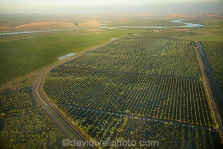 aerial;aerial-photo;aerial-photograph;aerial-photographs;aerial-photography;aerial-photos;aerial-view;aerial-views;aerials;agricultural;agriculture;Australasian;Australia;Australian;country;countryside;crop;crops;East-Kimberley;farm;farming;farmland;farms;field;fields;fruit;fruit-tree;fruit-trees;horticulture;Kimberley;Kimberley-Region;Kununurra;orchard;orchards;Ord-River;Ord-River-Irrigation-Scheme;row;rows;rural;The-Kimberley;tree;trees;W.A.;WA;West-Australia;Western-Australia