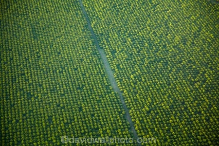 aerial;aerial-photo;aerial-photograph;aerial-photographs;aerial-photography;aerial-photos;aerial-view;aerial-views;aerials;agricultural;agriculture;Australasian;Australia;Australian;country;countryside;crop;crops;East-Kimberley;farm;farming;farmland;farms;field;fields;fruit;fruit-tree;fruit-trees;horticulture;Kimberley;Kimberley-Region;Kununurra;orchard;orchards;Ord-River-Irrigation-Scheme;row;rows;rural;The-Kimberley;tree;trees;W.A.;WA;West-Australia;Western-Australia