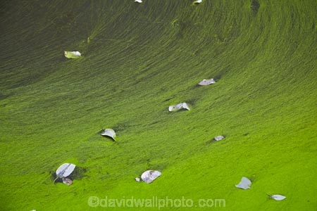 algae;arid;Australasia;Australasian;Australia;Australian;Australian-Outback;back-country;backcountry;backwoods;billabong;billabongs;box-canyon;box-canyons;Bungle-Bungle;Bungle-Bungle-Range;Bungle-Bungles;canyon;canyons;Cathedral-Gorge;chasm;chasms;country;countryside;dead-leaves;geographic;geography;gorge;gorges;green;green-algae;Kimberley;Kimberley-Region;leaf;leaves;Outback;pool;pools;Purnululu-N.P.;Purnululu-National-Park;Purnululu-NP;remote;remoteness;rural;The-Kimberley;UN-world-heritage-area;UN-world-heritage-site;UNESCO-World-Heritage-area;UNESCO-World-Heritage-Site;united-nations-world-heritage-area;united-nations-world-heritage-site;W.A.;WA;water;waterhole;waterholes;West-Australia;Western-Australia;wilderness;world-heritage;world-heritage-area;world-heritage-areas;World-Heritage-Park;World-Heritage-site;World-Heritage-Sites