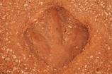 Australasian;Australia;Australian;Broome;dinosaur-footprint;dinosaur-footprints;dinosaur-print;dinosaur-prints;dinosaur-track;dinosaur-tracks;Gantheaume-Point;Gantheaume-Pt.;Kimberley;Kimberley-Region;Replica-dinosaur-footprint;The-Kimberley;W.A.;WA;West-Australia;Western-Australia