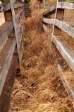 Australasian;Australia;Australian;cattle-race;cattle-races;Derby;Derby-Wharf;fence;fences;Kimberley;Kimberley-Region;old-cattle-race;The-Kimberley;W.A.;WA;West-Australia;Western-Australia