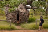 Adansonia-gregorii;Australasian;Australia;Australian;Australian-baobab;baobab-tree;baobab-trees;Boab-Prison-Tree;boab-tree;boab-trees;bottle-tree;bottle-trees;cream-of-tartar-tree;Derby;gadawon;gaol;gaols;gourd_gourd-tree;heritage;historic;historic-place;historic-places;historic-site;historic-sites;historical;historical-place;historical-places;historical-site;historical-sites;history;jail;jails;Kimberley;Kimberley-Region;old;people;person;Prison-Boab-Tree;The-Kimberley;tourism;tourist;tourists;tree;trees;W.A.;WA;West-Australia;Western-Australia