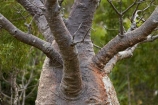 Adansonia-gregorii;Australasian;Australia;Australian;Australian-baobab;baobab-tree;baobab-trees;boab-tree;boab-trees;bottle-tree;bottle-trees;cream-of-tartar-tree;Derby;gadawon;gourd_gourd-tree;Kimberley;Kimberley-Region;The-Kimberley;tree;trees;W.A.;WA;West-Australia;Western-Australia