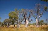 Adansonia-gregorii;Australasia;Australasian;Australia;Australian;Australian-baobab;Australian-Desert;Australian-Outback;back-country;backcountry;backwoods;baobab-tree;baobab-trees;boab-tree;boab-trees;bottle-tree;bottle-trees;country;countryside;cream-of-tartar-tree;d;Derby;gadawon;geographic;geography;gourd_gourd-tree;Great-Northern-Highway;Kimberley;Kimberley-Region;Outback;remote;remoteness;rural;The-Kimberley;tree;tree-trunk;tree-trunks;trees;trunk;trunks;Turkey-Creek;W.A.;WA;Warmun;West-Australia;Western-Australia;wilderness