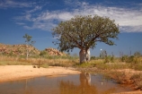Adansonia-gregorii;Australasia;Australasian;Australia;Australian;Australian-baobab;Australian-Desert;Australian-Outback;back-country;backcountry;backwoods;baobab-tree;baobab-trees;billabong;billabongs;boab-tree;boab-trees;bottle-tree;bottle-trees;country;countryside;cream-of-tartar-tree;d;Derby;gadawon;geographic;geography;gourd_gourd-tree;Great-Northern-Highway;Kimberley;Kimberley-Region;Outback;pond;ponds;puddle;rainy-season;remote;remoteness;rural;seasonal-waterhole;The-Kimberley;tree;tree-trunk;tree-trunks;trees;trunk;trunks;Turkey-Creek;W.A.;WA;Warmun;waterhole;waterholes;West-Australia;Western-Australia;wet-season;wilderness