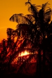 Australasian;Australia;Australian;dusk;evening;Kimberley;Kimberley-Region;Kununurra;nightfall;orange;palm;palm-tree;palm-trees;palms;sky;sunset;sunsets;The-Kimberley;twilight;W.A.;WA;West-Australia;Western-Australia