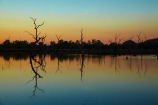 Australasian;Australia;Australian;break-of-day;calm;dawn;dawning;daybreak;dead-tree;dead-trees;drowned-trees;drwoned-tree;dusk;evening;first-light;Kimberley;Kimberley-Region;Kununurra;lagoon;lagoons;lake;Lake-Kununurra;lakes;Lily-Creek-Lagoon;Lily-Lagoon;morning;nightfall;orange;placid;quiet;reflection;reflections;serene;sky;smooth;still;sunrise;sunrises;sunset;sunsets;sunup;The-Kimberley;tranquil;twilight;W.A.;WA;water;West-Australia;Western-Australia