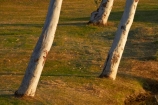Australasian;Australia;Australian;Celebrity-Tree-Park;eucalypt;eucalypts;eucalyptus;eucalytis;gum;gum-tree;gum-trees;gums;Kimberley;Kimberley-Region;Kununurra;The-Kimberley;tree;trees;W.A.;WA;West-Australia;Western-Australia