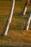 Australasian;Australia;Australian;Celebrity-Tree-Park;eucalypt;eucalypts;eucalyptus;eucalytis;gum;gum-tree;gum-trees;gums;Kimberley;Kimberley-Region;Kununurra;The-Kimberley;tree;trees;W.A.;WA;West-Australia;Western-Australia