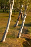 Australasian;Australia;Australian;Celebrity-Tree-Park;eucalypt;eucalypts;eucalyptus;eucalytis;gum;gum-tree;gum-trees;gums;Kimberley;Kimberley-Region;Kununurra;The-Kimberley;tree;trees;W.A.;WA;West-Australia;Western-Australia