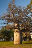 Adansonia-gregorii;Australasian;Australia;Australian;Australian-baobab;baobab-tree;baobab-trees;boab-tree;boab-trees;bottle-tree;bottle-trees;Celebrity-Tree-Park;cream-of-tartar-tree;gadawon;gourd_gourd-tree;Kimberley;Kimberley-Region;Kununurra;The-Kimberley;tree;trees;W.A.;WA;West-Australia;Western-Australia