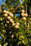 Australasian;Australia;Australian;Kimberley;Kimberley-Region;Kununurra;nut;nuts;The-Kimberley;W.A.;WA;West-Australia;Western-Australia